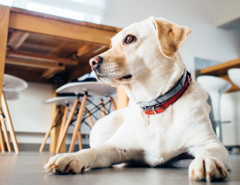 教育は家庭で〜犬と私413〜 たんぽぽドッグスクール